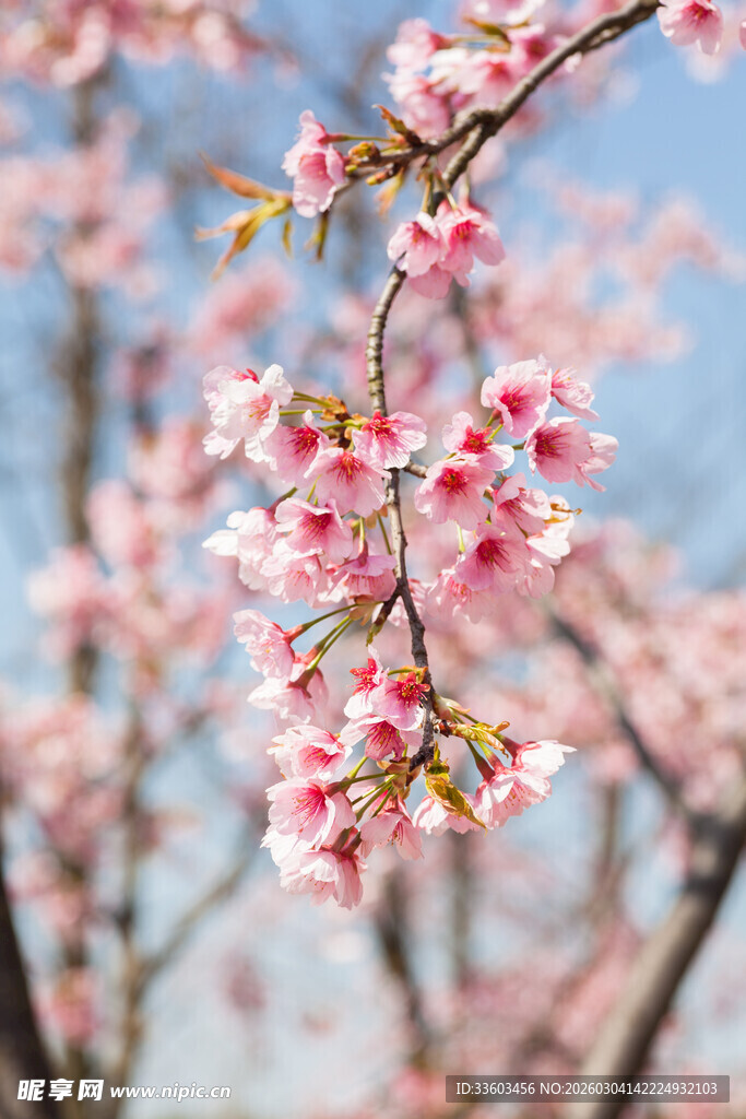 枝头绽放的粉嫩樱花