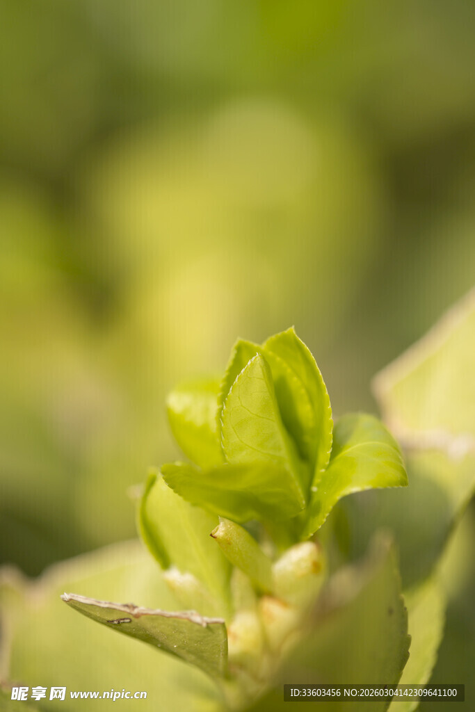嫩绿新叶特写