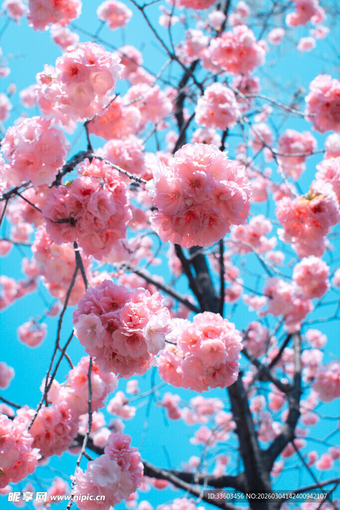 蓝天映衬下的粉嫩樱花树