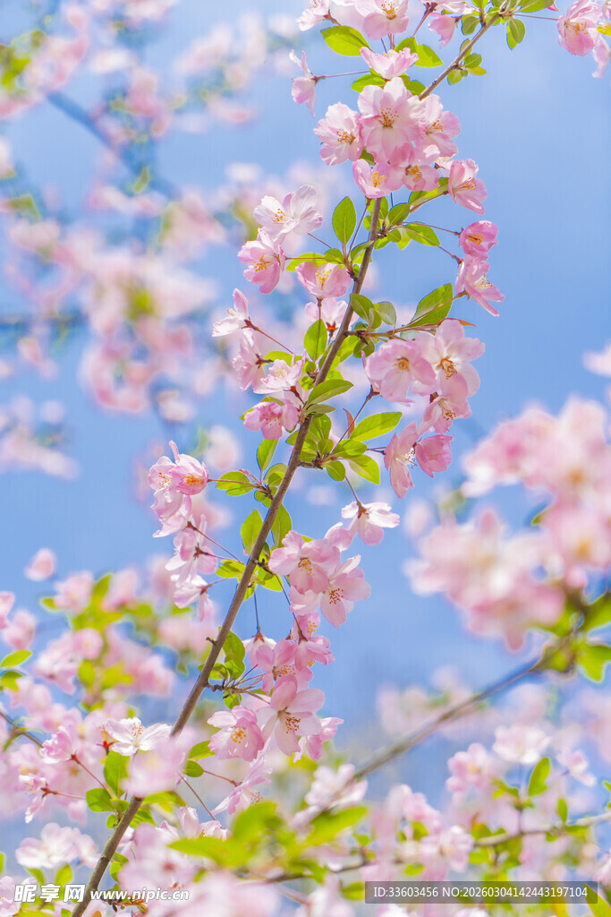 春日烂漫粉色花枝绽放