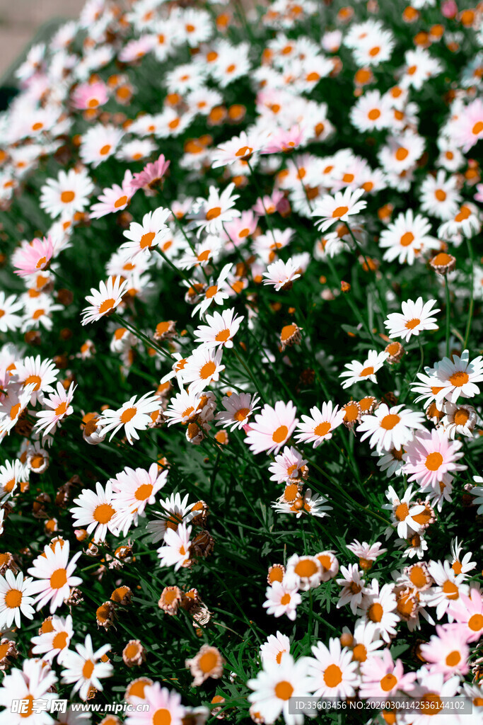 缤纷小雏菊绽放美丽