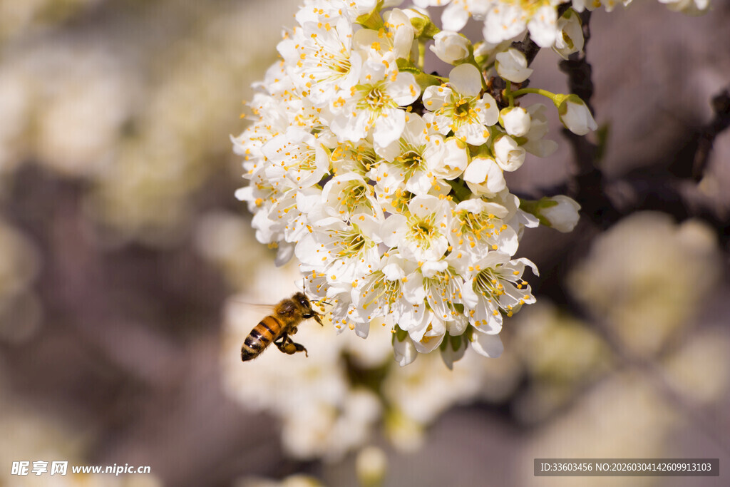 蜜蜂采蜜于白色繁花间