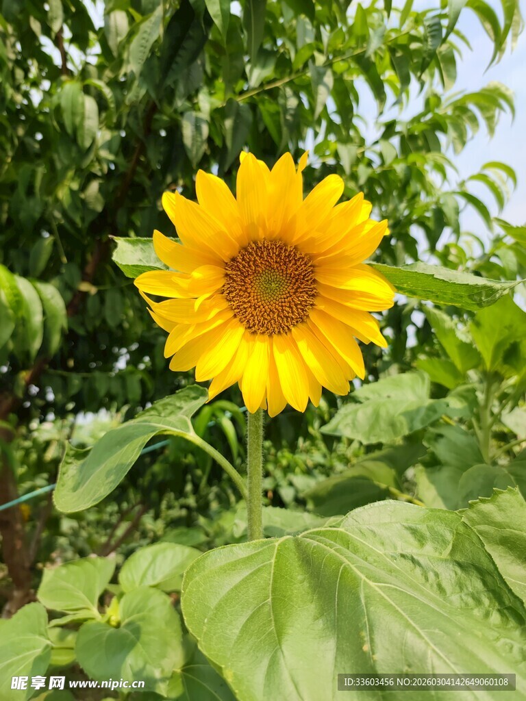 绽放的金黄向日葵