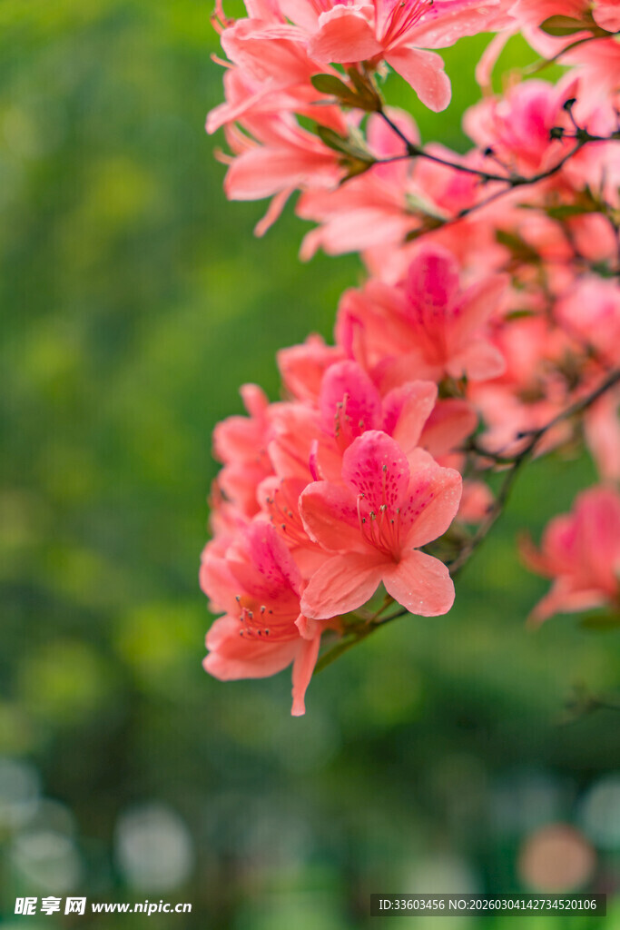 娇艳粉色花枝绽放