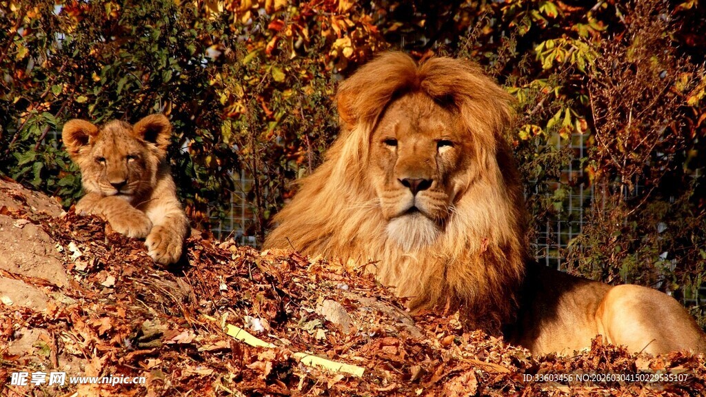 秋日狮群休憩图