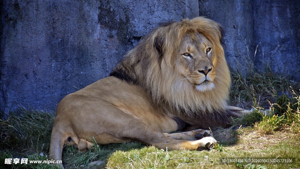 雄狮静卧