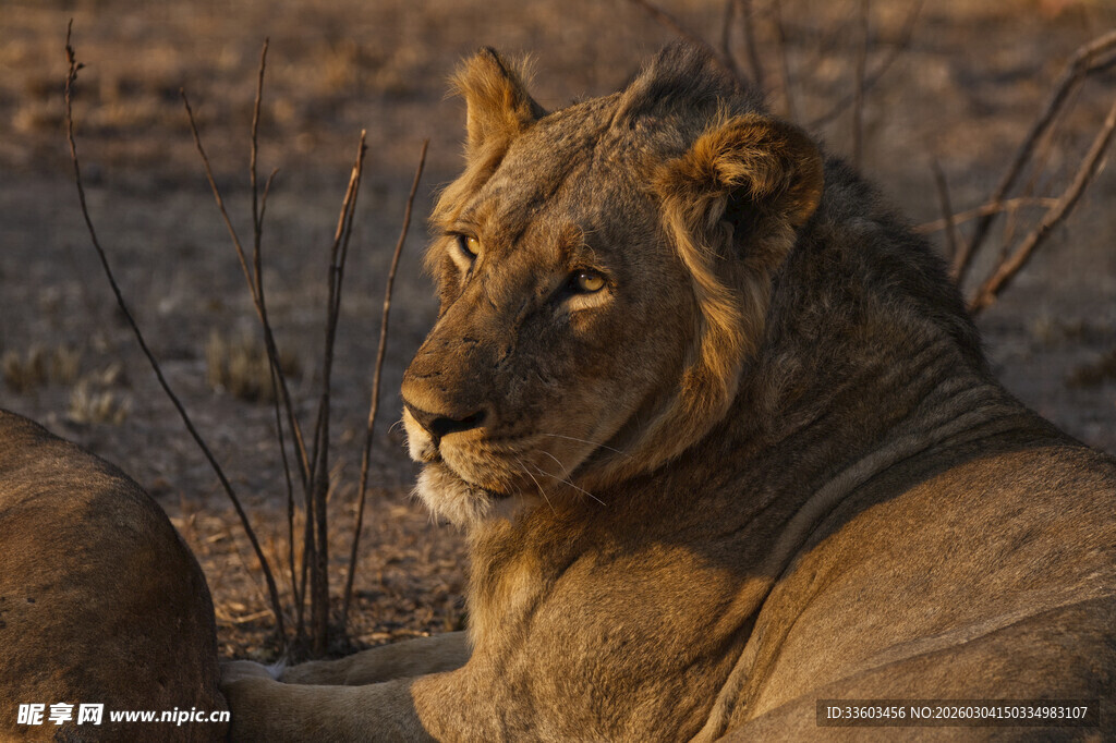 草原上休憩的雄狮