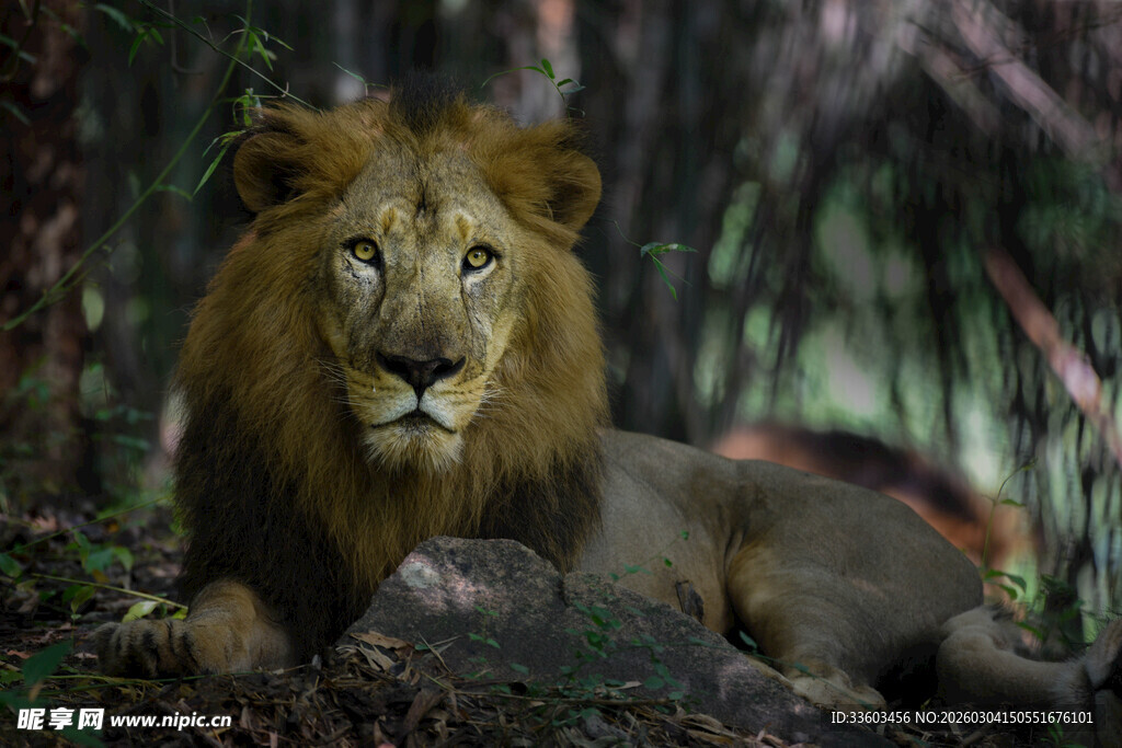 丛林中的雄狮
