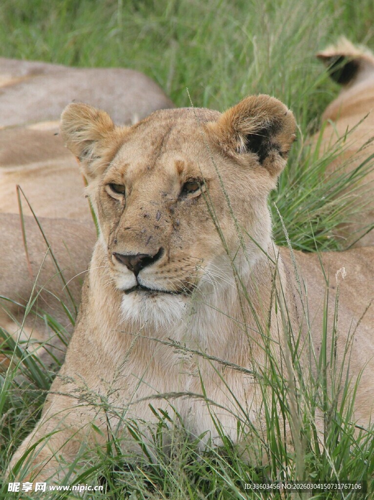 草原上休憩的母狮
