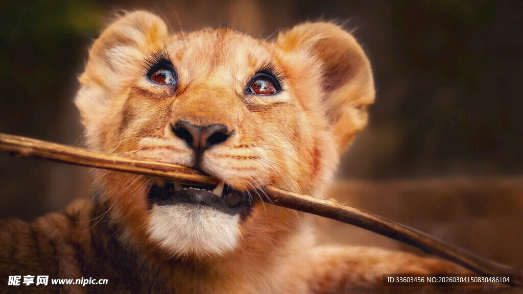 叼着树枝的可爱小狮子
