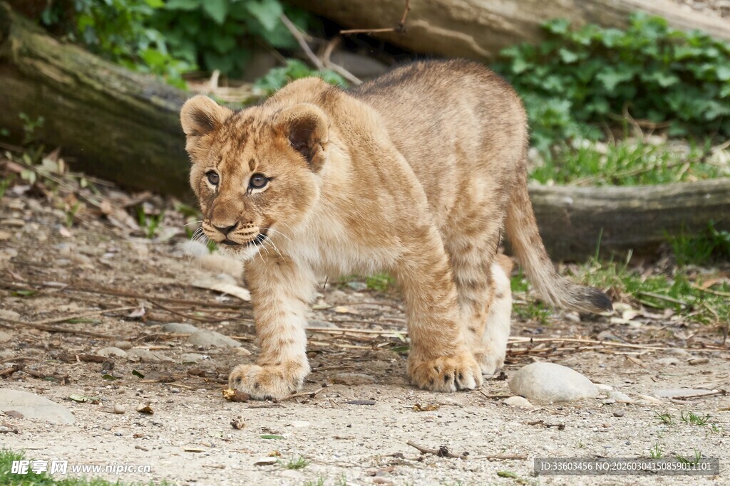 小狮子在户外行走