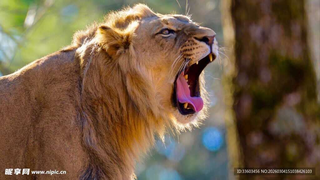 怒吼的雄狮
