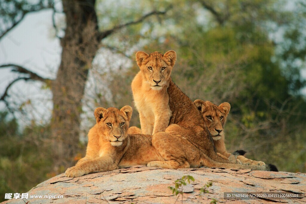 岩石上的可爱小狮子