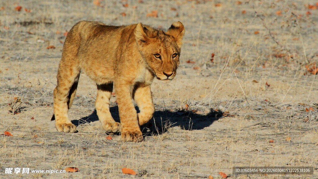 草原独行小狮子