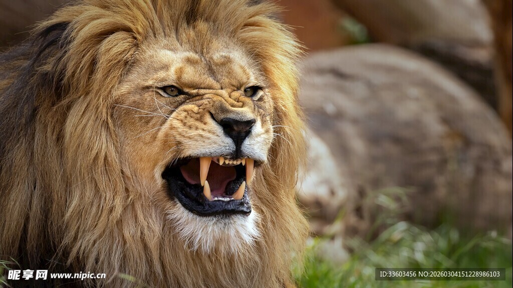 怒吼的雄狮