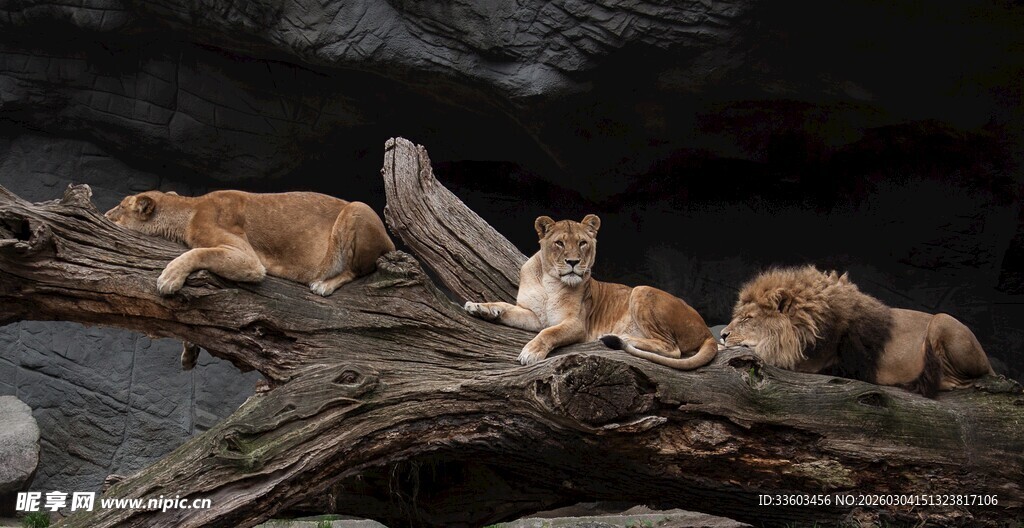 岩石上休憩的几只小狮子