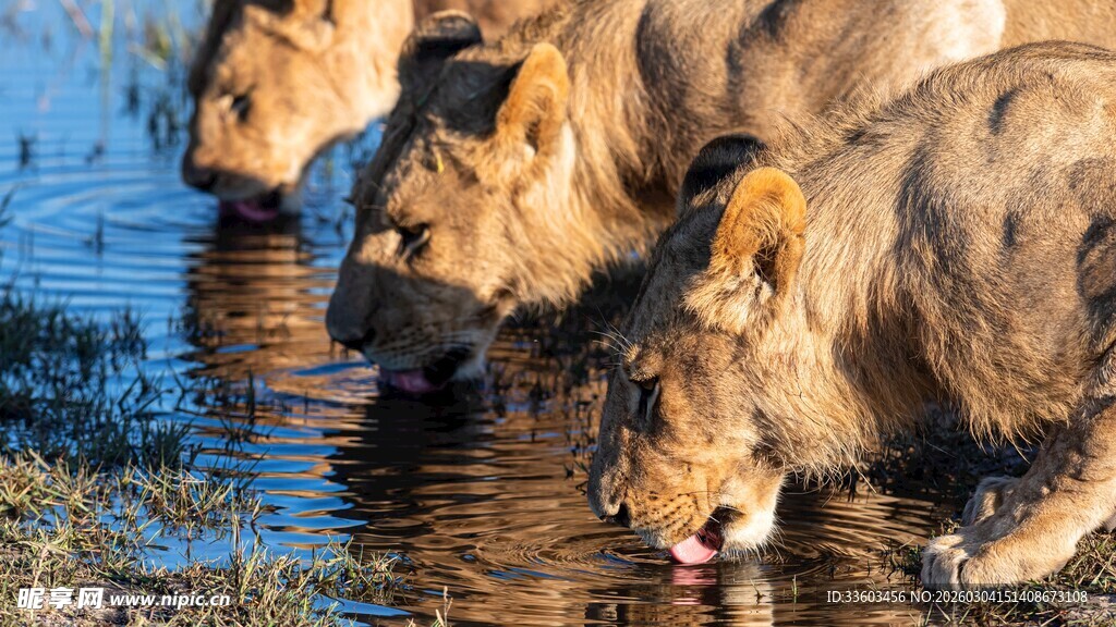 狮群于水边饮水瞬间