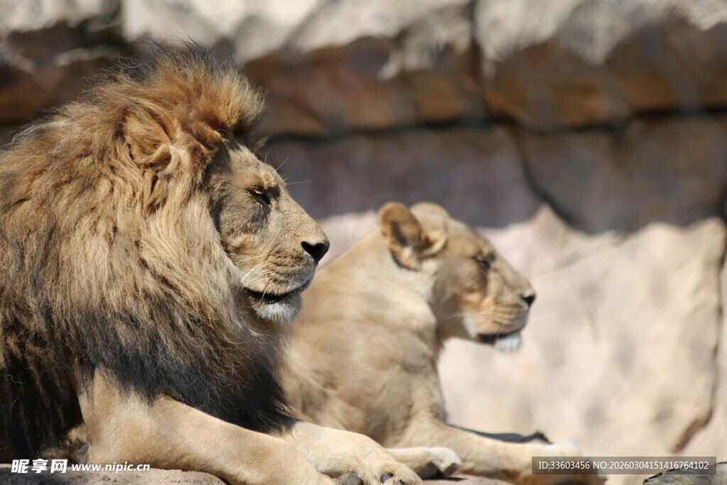 雄狮与雌狮并肩休憩