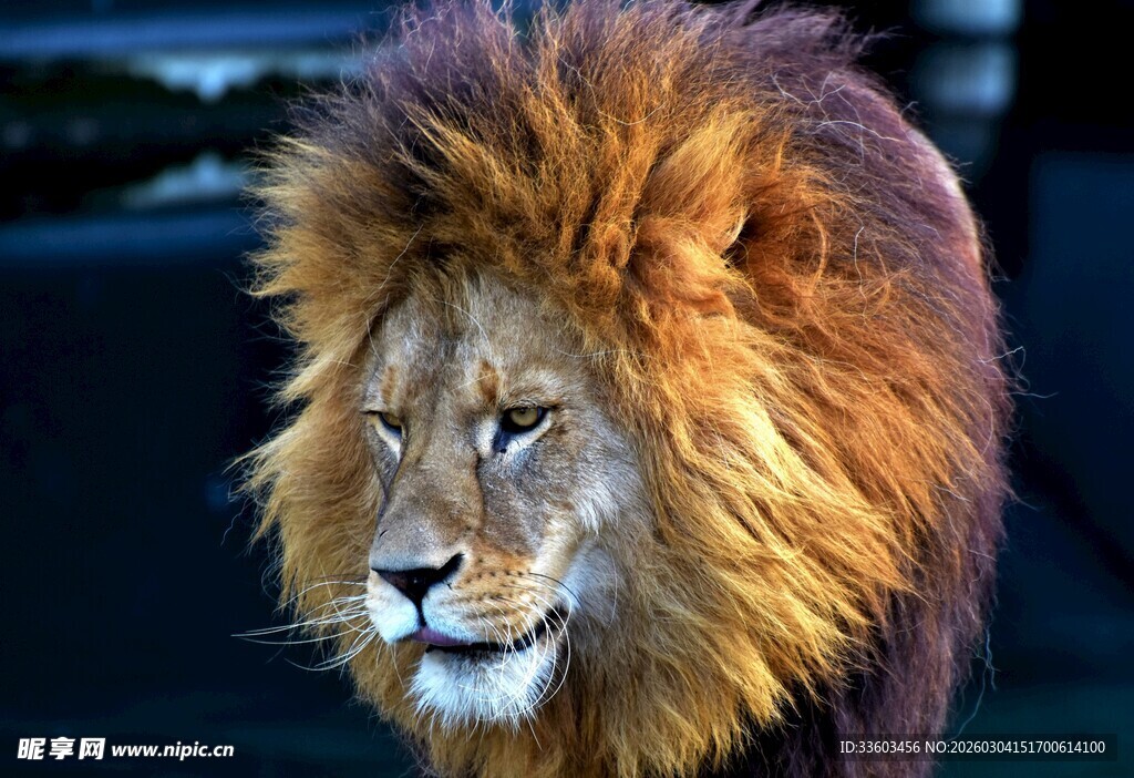 威风凛凛的雄狮