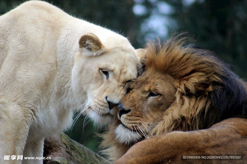 白狮与棕狮亲昵互动