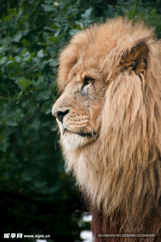 雄狮侧影