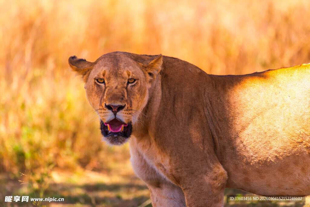草原上的威严母狮
