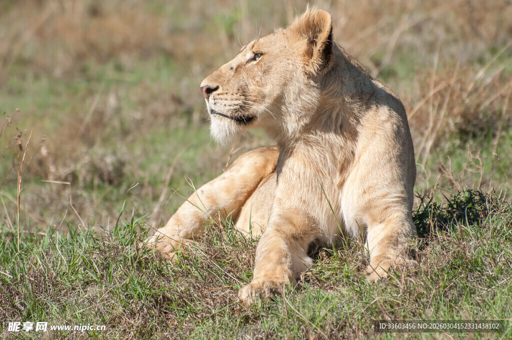 草原上休憩的小狮子