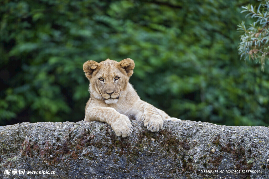石上休憩的小狮子