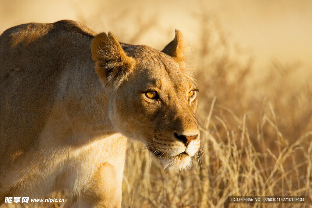 草原上的独行母狮