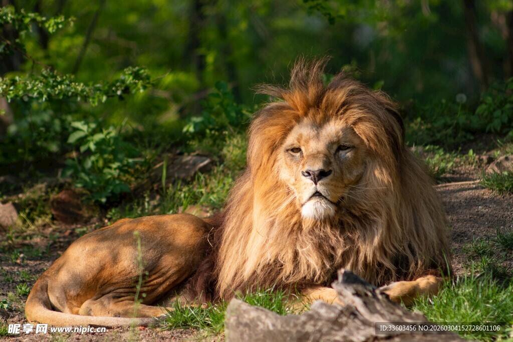 草原雄狮休憩图