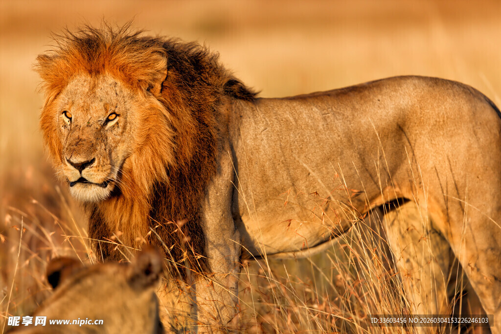 草原雄狮威武站立