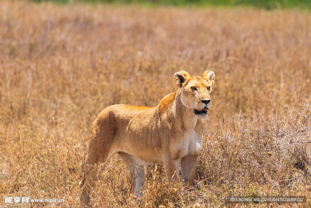 草原上的孤独小狮子