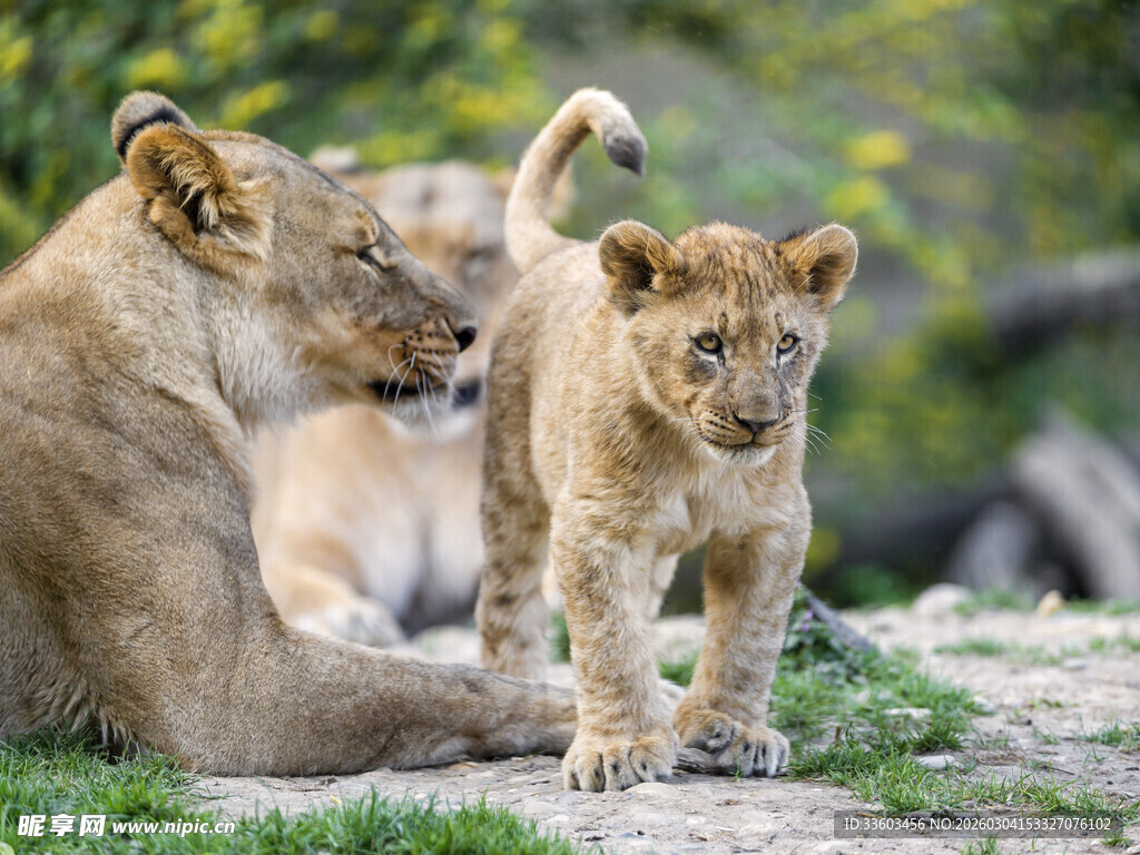 母狮与幼狮的温馨时刻