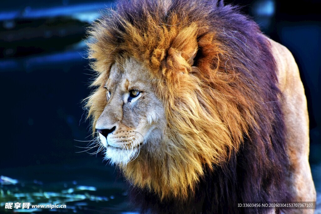 威风凛凛的雄狮