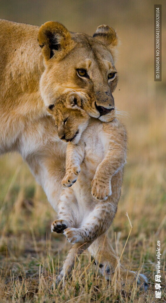 母狮叼着幼狮在草原上