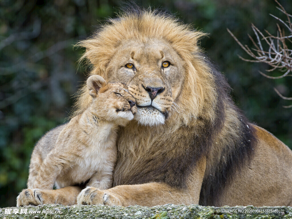 雄狮与幼狮的温馨瞬间