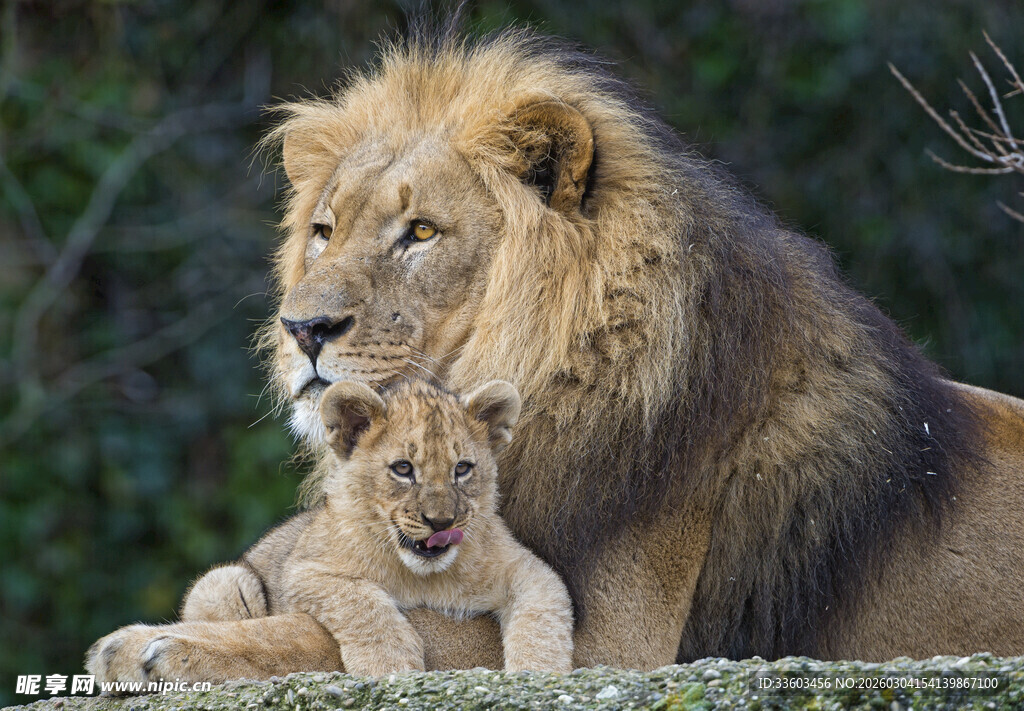 雄狮与幼狮的温馨时刻