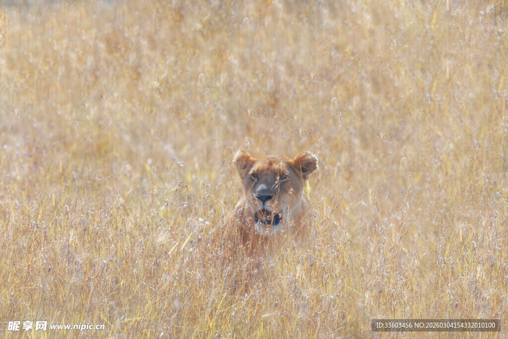 草丛中的小狮子
