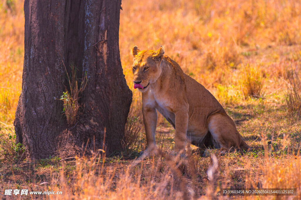 夕阳下休憩的母狮