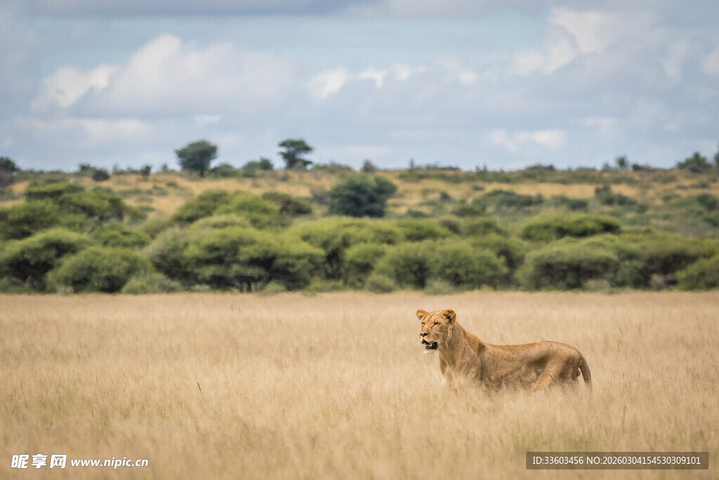草原上的独行母狮