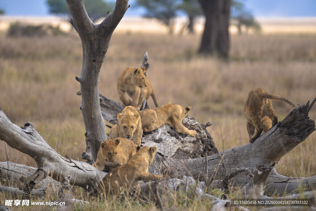 狮群栖息于枯木之上