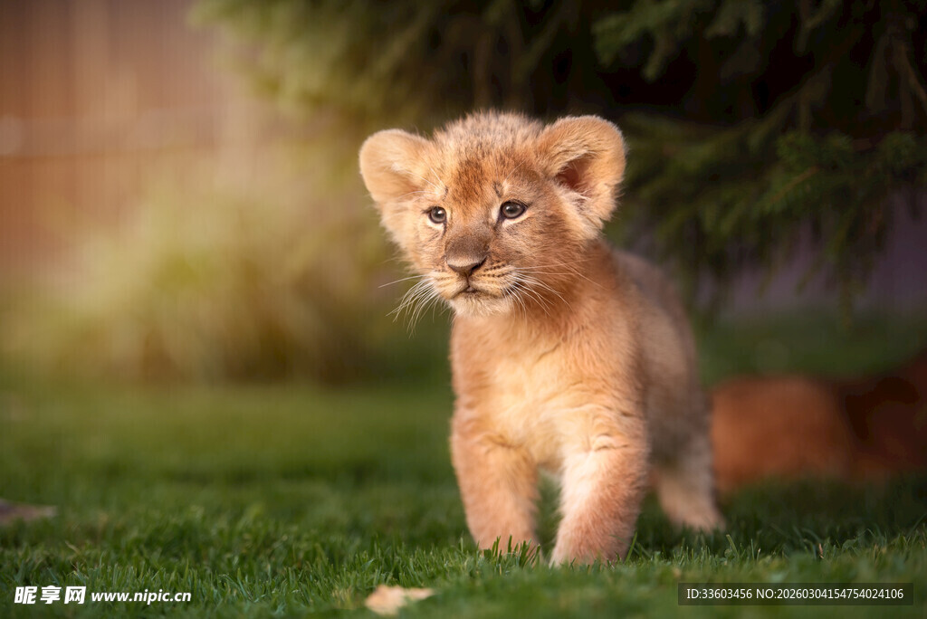 可爱小狮子漫步在绿草地上