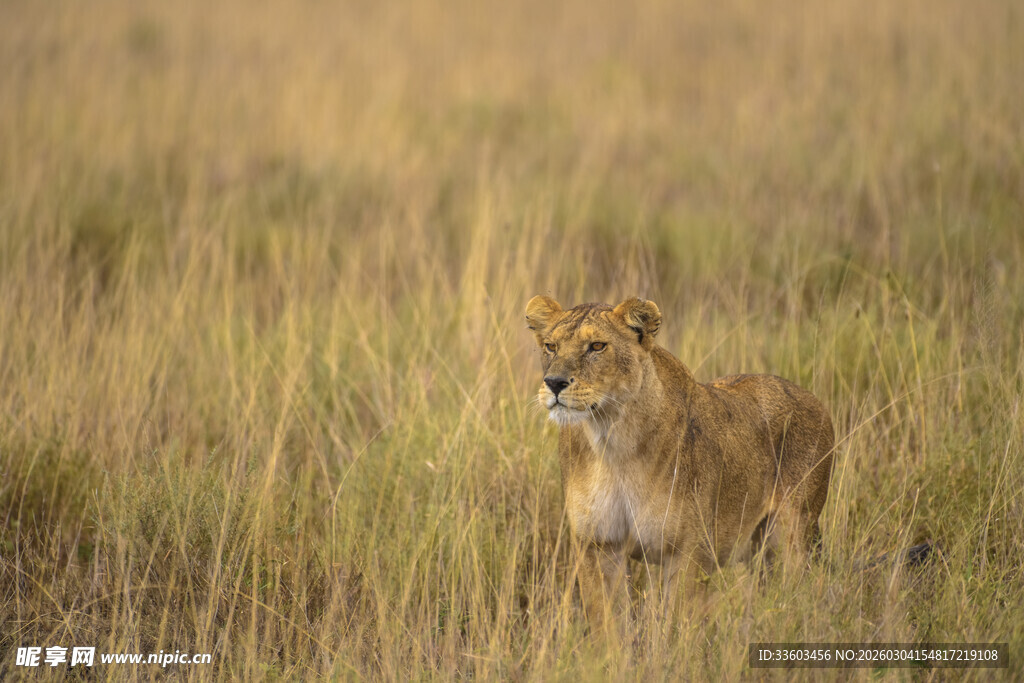 草原上的独行母狮