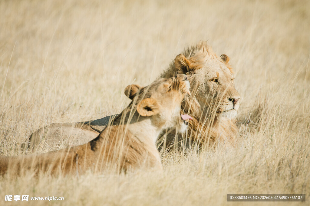草原上的三只狮子