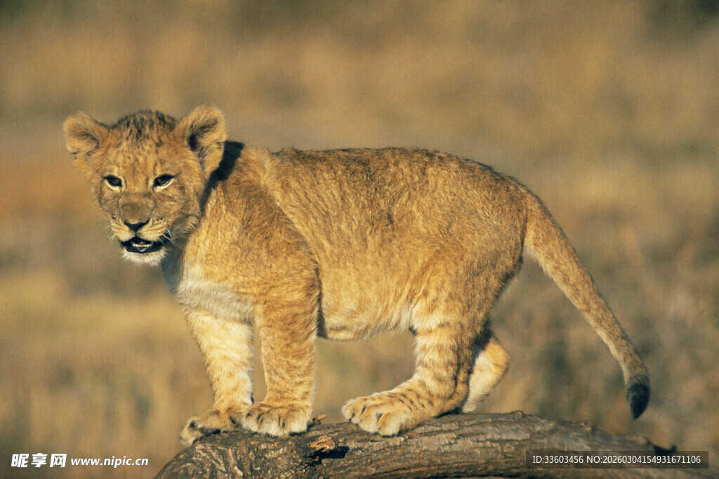 幼狮站立于草原石块之上