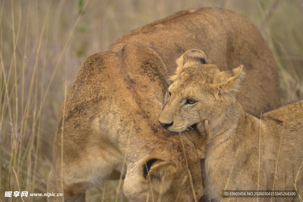 草原上亲昵的母狮与幼狮