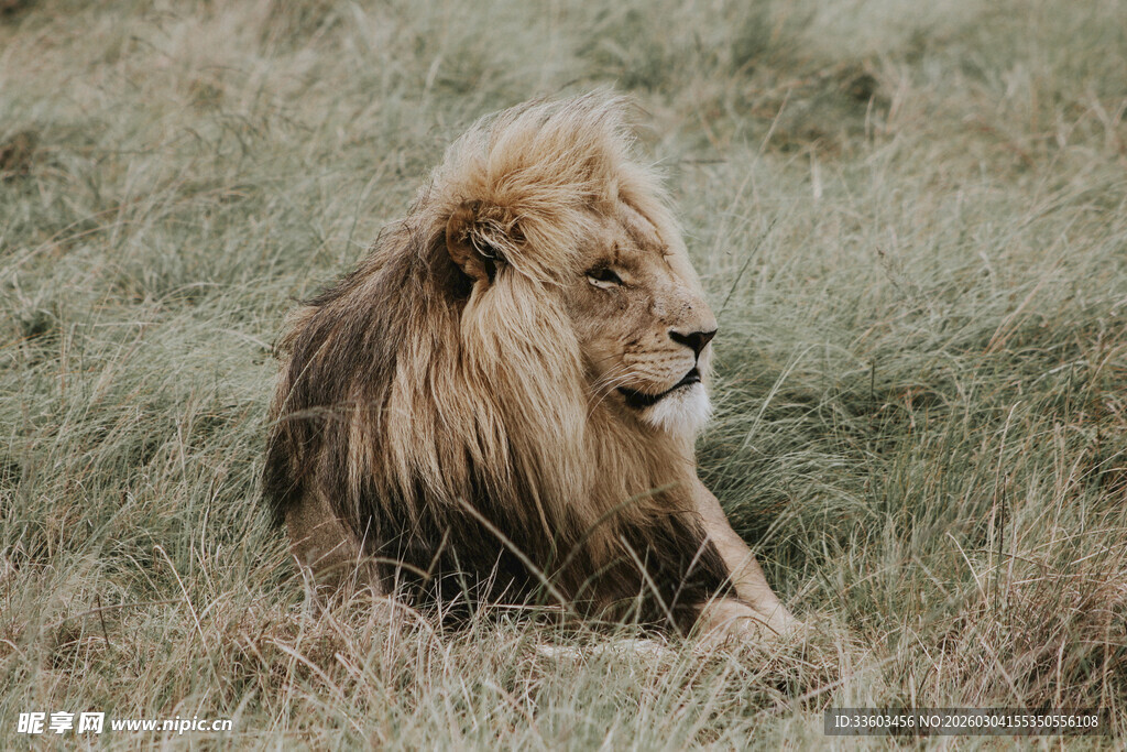 草原上休憩的雄狮