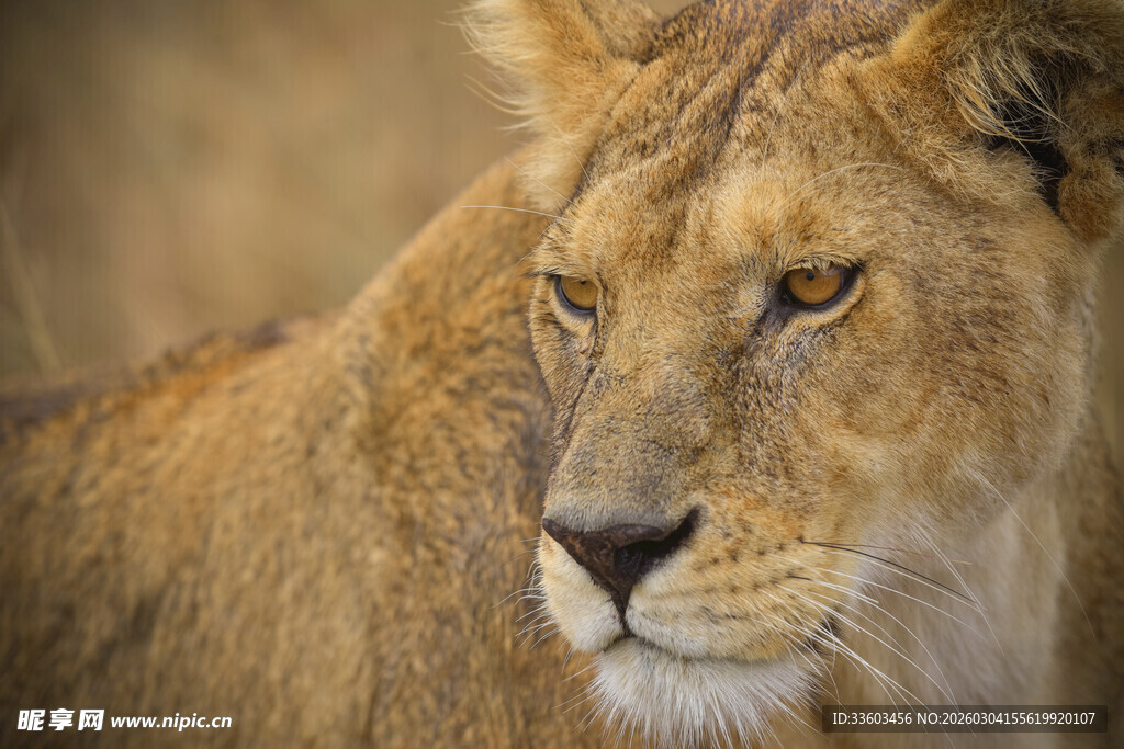 草原上的威严母狮