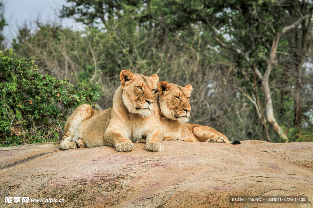 两只狮子休憩于岩石上