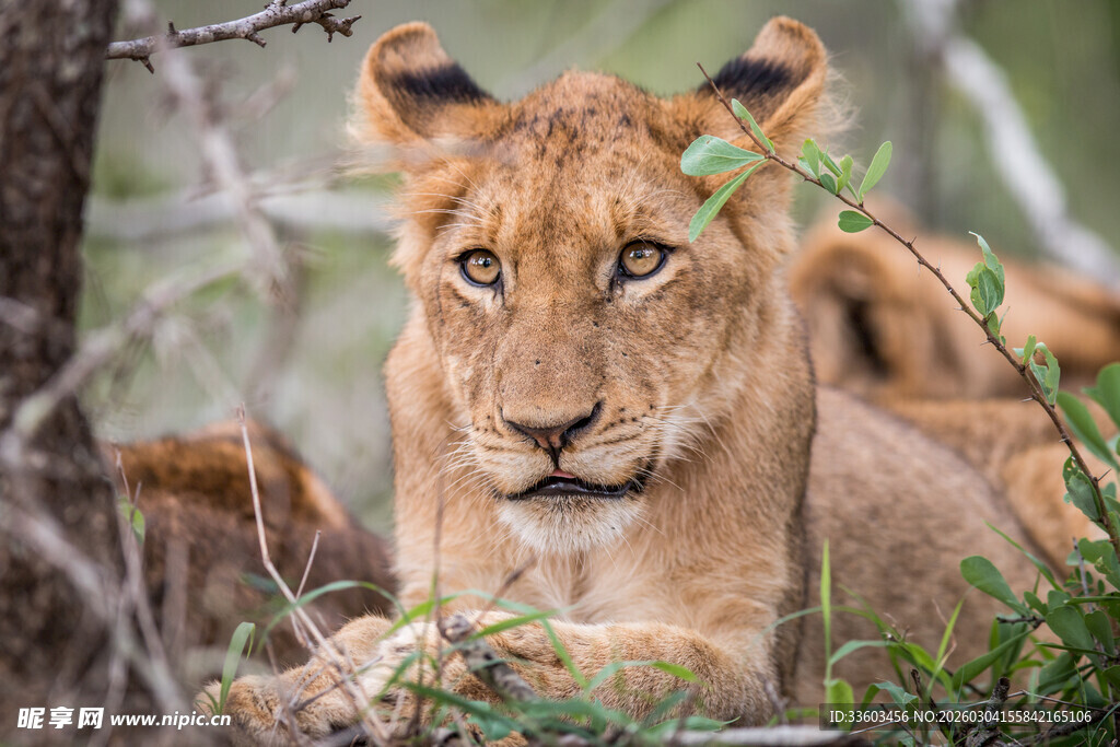 草原上休憩的幼年狮子